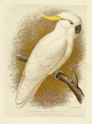 Großer Gelbhaubenkakadu, 1891